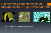 Ecohydrologic mechanisms of Mopane in the Kruger National Park