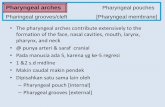 Pharyngeal arches Pharyngeal pouches Pharingeal grooves/cleft