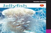 Teacher Edition Jellyfish
