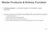 Waste Products & Kidney Function - Dr. M. Belanich / FrontPage