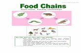 Food Chains, Feeding relationships