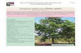 Syzygium malaccense (Malay apple) - Agroforestry