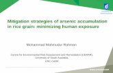 Mitigation strategies of arsenic accumulation in rice ...