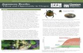 Japanese Beetle: Threat and Opportunity in Oregon