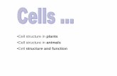 Cell structure in animals - blogs.glowscotland.org.uk