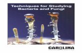 Techniques for Bacteria and Fungi - Carolina