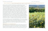 Improving the Status of Sunn hemp as a Cover Crop for Soil - ctahr