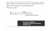 The Use of Duckweed for Wastewater Bioremediation and Biofuel Production