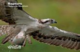 Raptors - Scottish Natural Heritage