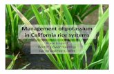 Management of potassium in California rice systems