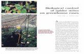 Biological control of spider mites on greenhouse roses