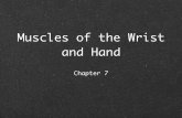 Muscles of the Wrist and Hand