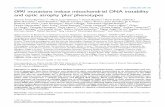 OPA1mutations induce mitochondrial DNA instability and - Brain
