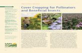 Opportunities in Agriculture Cover Cropping for Pollinators