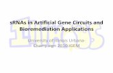 sRNAs in Artificial Gene Circuits and Bioremediation - iGEM 2010