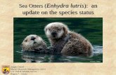 Sea Otters - Otter Specialist Group
