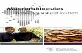 Macromolecules in Biological   - [email protected] - African