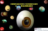 COMPARATIVE VETERINARY OPHTHALMOLOGY - CAL > Home
