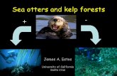 Sea otters and kelp forests - University of Alaska Southeast
