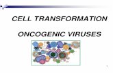 CELL TRANSFORMATION ONCOGENIC VIRUSES