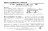 Body Condition Scoring Beef Cows - Virginia Tech