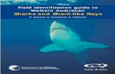 Field identification guide to Western Australian Sharks