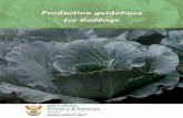 Production guidelines: Cabbage - Department of Agriculture
