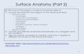 Surface Anatomy (Part 2)