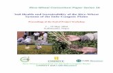 Rice-Wheat Consortium for the Indo-Gangetic Plains - Search