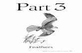 Feathers - EURAPMON