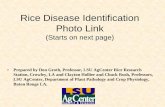 Rice Disease Identification Photo Link - The LSU AgCenter