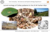 Larval ecology of Colias palaeno in the N-W Italian Alps