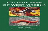 Salamanders of West Virginia - West Virginia Division of Natural