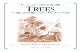 Rio Grande Valley Tree Guide - Willacy