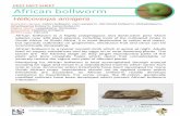 PEST FACT SHEET African bollworm