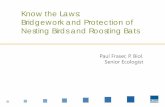Know the Laws: Bridgework and Protection of Nesting Birds ...