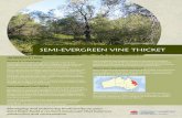 Semi-evergreen vine ThickeT