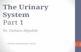 The Urinary System Part 1 - Weebly