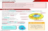 Animal Cells - elitemedics.co.uk