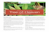 INVASIVE PLANT FACT SHEET Tree-of-Heaven