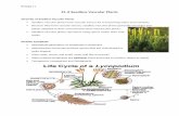 21.3 Seedless Vascular Plants - Weebly