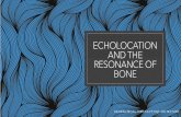 eCHOLOCATION and the resonance of Bone
