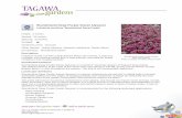 Tagawa Gardens Wonderland Deep Purple Sweet Alyssum