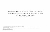 Eucheuma sp. MERAH (RHODOPHYTA) AMPLIFIKASI DNA ALGA