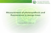 Measurement of photosynthesis and fluorescence in mango trees