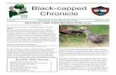 Black-capped Chronicle