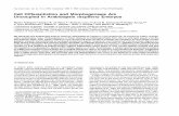 Cell Differentiation and Morphogenesis Are Uncoupled in ...