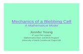 Mechanics of a Blebbing Cell - OpenWetWare