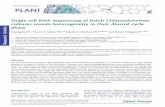 Single-cell RNA sequencing of batch Chlamydomonas cultures ...