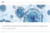Transcriptomic analyses of in vitro flavivirus- or ...